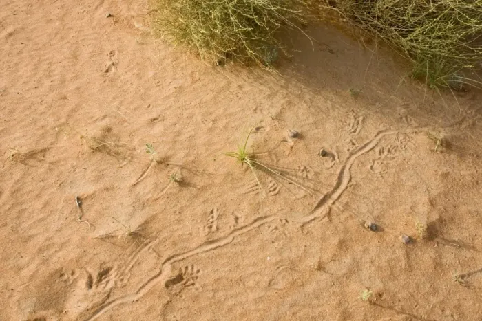 Framed Print : Animal tracks on sand - Abu Dhabi - United Arab Emirates Framed Print : Animal tracks on sand - Abu Dhabi - United Arab Emirates