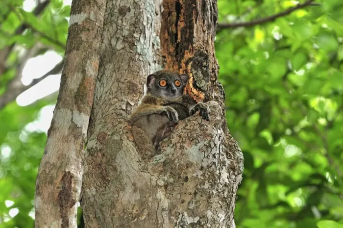 Framed Print : Ankarana Sportive Lemur - Ankarana National Park - Northern Madagascar Framed Print : Ankarana Sportive Lemur - Ankarana National Park - Northern Madagascar