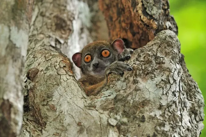 Framed Print : Ankarana Sportive Lemur - Ankarana National Park - Northern Madagascar Framed Print : Ankarana Sportive Lemur - Ankarana National Park - Northern Madagascar