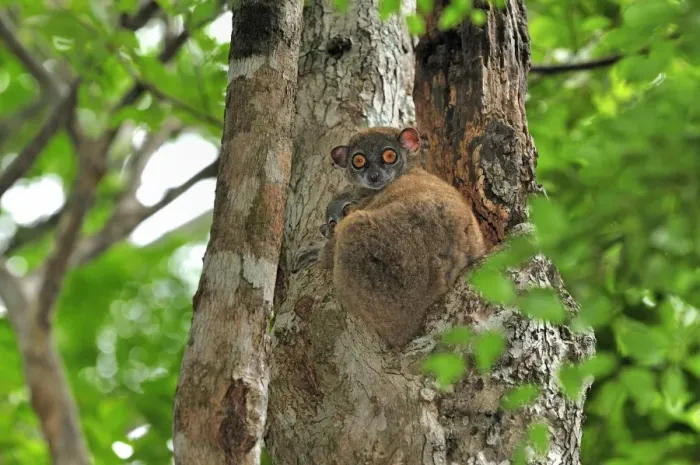 Framed Print : Ankarana Sportive Lemur - in tree with young - Ankarana National Park - Northern Madagascar Framed Print : Ankarana Sportive Lemur - in tree with young - Ankarana National Park - Northern Madagascar