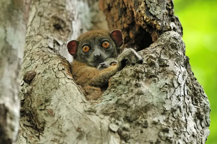 Framed Print : Ankarana Sportive Lemur - in tree with young - Ankarana National Park - Northern Madagascar Framed Print : Ankarana Sportive Lemur - in tree with young - Ankarana National Park - Northern Madagascar