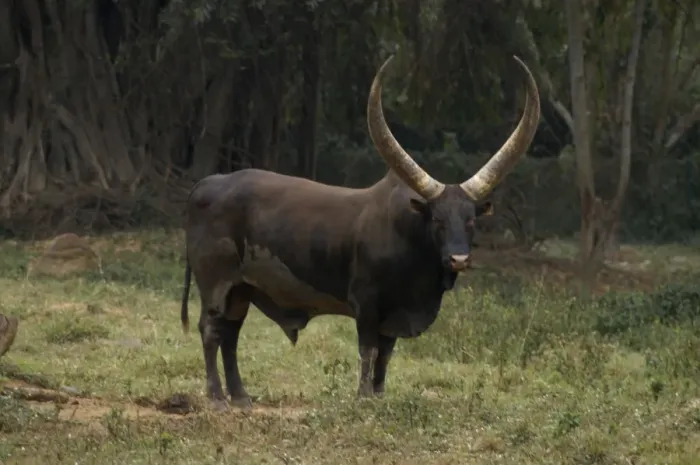 Framed Print : Ankole Bull, Uganda, Africa World's largest horns Framed Print : Ankole Bull, Uganda, Africa World's largest horns