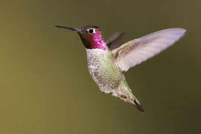 Framed Print : Anna's Hummingbird Framed Print : Anna's Hummingbird
