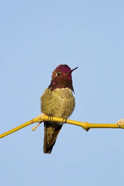 Anna's Hummingbird. Adult Male. Arizona in March. USA