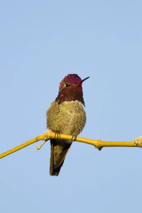 Framed Print : Anna's Hummingbird. Adult Male. Arizona in March. USA