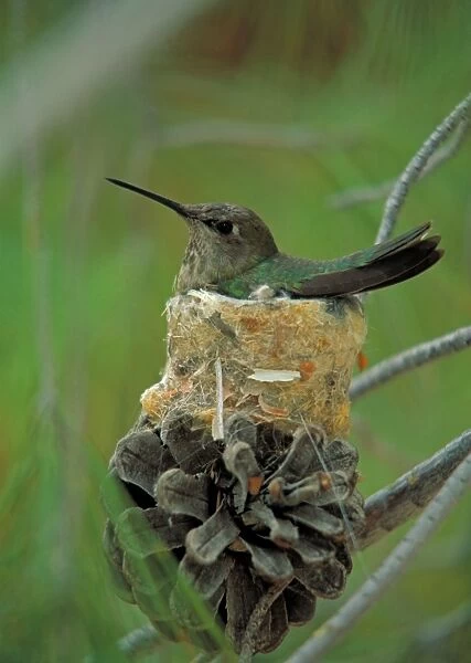 Anna's Hummingbird - Arizona - Female on nest - Range is primarily western coast of U. S. up into Canada and south into Mexico and into southwestern Arizona