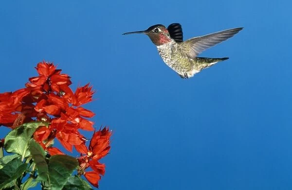 Anna's Hummingbird California coast; Mexico