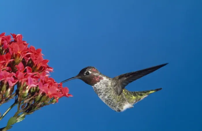 Framed Print : Anna's Hummingbird California coast; Mexico Framed Print : Anna's Hummingbird California coast; Mexico