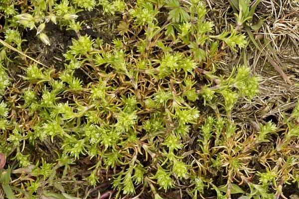 Annual knawel (Scleranthus annuus); rare in UK