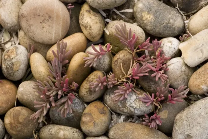 Framed Print : Annual sea-blite (Suaeda maritima) on shingle, Dorset Framed Print : Annual sea-blite (Suaeda maritima) on shingle, Dorset
