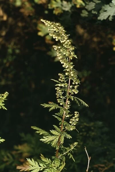 Annual  /  Sweet Wormwood Source of antimalarial compound