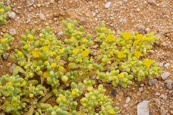 An annual Zygophyllum, (Zygophyllum simplex), Namibia