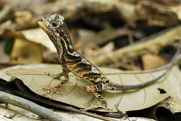 Anolis Lizard - Allpahuayo Mishana National Reserve - Iquitos - Peru