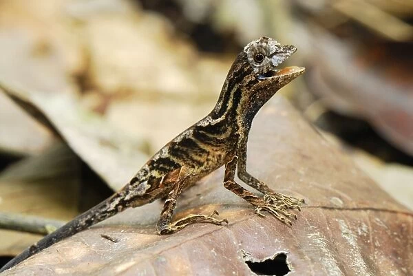 Anolis Lizard - Allpahuayo Mishana National Reserve - Iquitos - Peru
