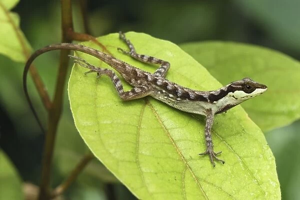 Anolis Lizard San Cipriano Reserve, Cauca, Colombia