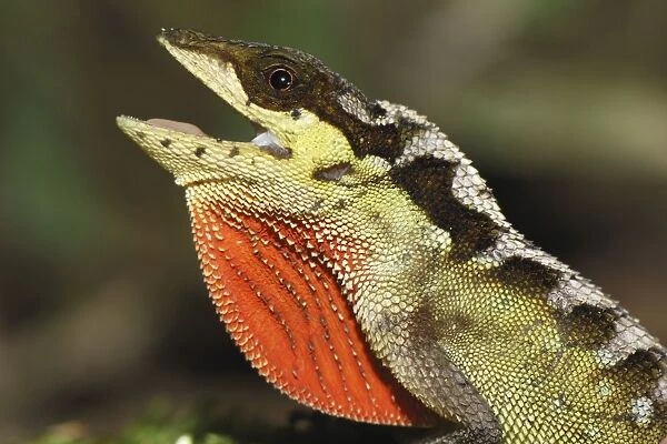 Anolis lizard San Cipriano Reserve, Cauca, Colombia