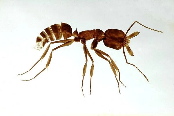 Ant, made as a cleared and flattened microscope preparation