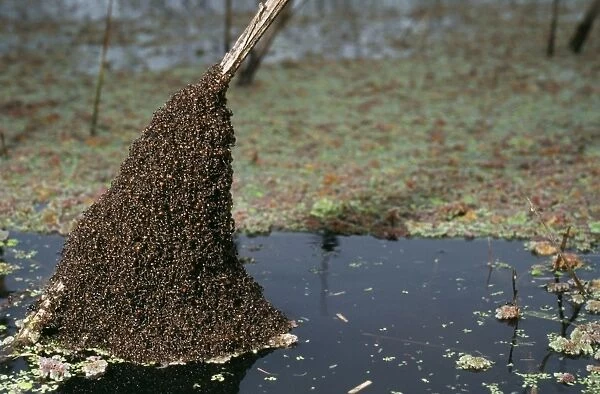 Ant Colony above pampas flood, Argentina