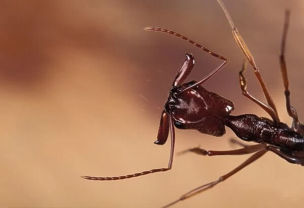 Ant French Guiana