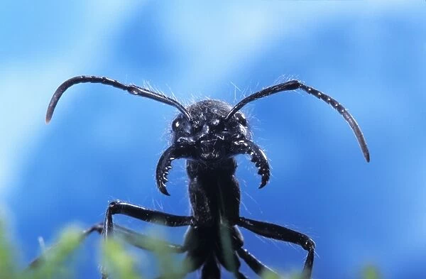 Ant - head under a cloudy skin