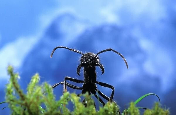Ant -head and a cloudy sky. South America
