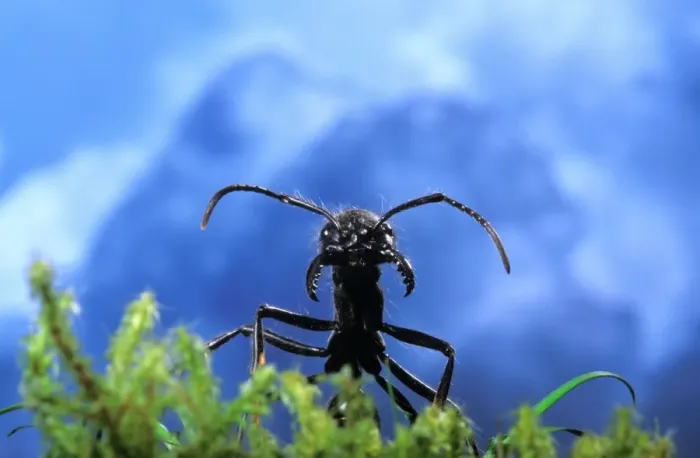Framed Print : Ant -head and a cloudy sky. South America Framed Print : Ant -head and a cloudy sky. South America