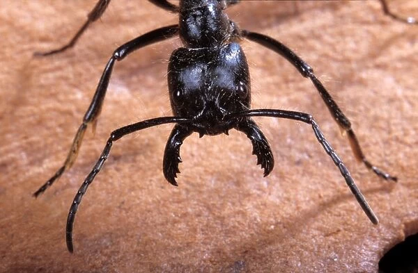 Ant - head South America