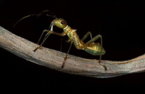 An ant-mimicking bug - found in weaver ants territory; juvenile
