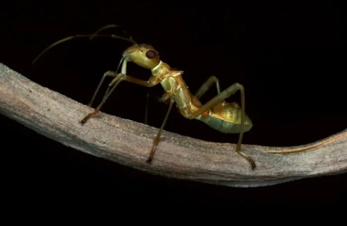 Framed Print : An ant-mimicking bug - found in weaver ants territory; juvenile Framed Print : An ant-mimicking bug - found in weaver ants territory; juvenile