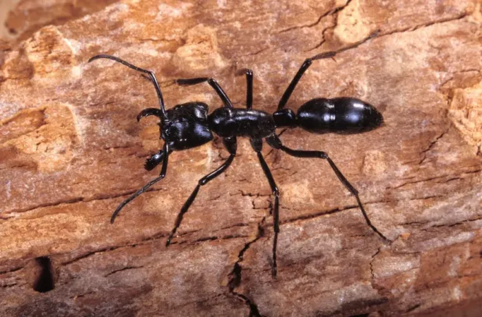 Framed Print : Ant South America Framed Print : Ant South America