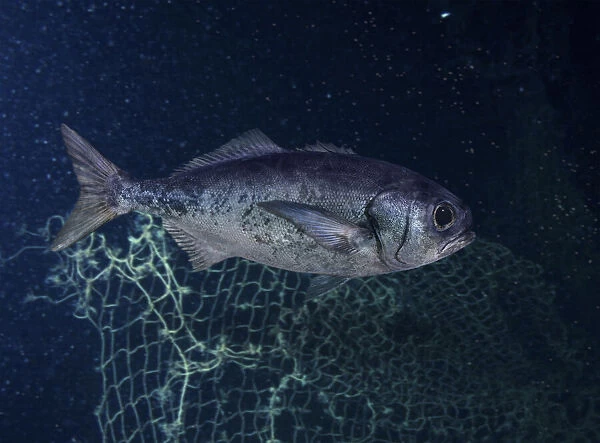 Antarctic butterfish or Bluenose warehou, Hyperoglyphe antarctica. They can grow to 1. 4 m in length and over 50 kg in weight. Studies have shown that fish between 62 and 72 cm are mature and range in age between 8–12 years respectively