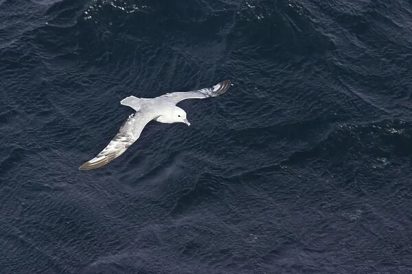 Antarctic Fulmar - In flight over sea Fulmarus glacialoides Antarctic Penninsular BI007237