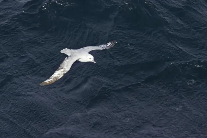 Framed Print : Antarctic Fulmar - In flight over sea Fulmarus glacialoides Antarctic Penninsular BI007237 Framed Print : Antarctic Fulmar - In flight over sea Fulmarus glacialoides Antarctic Penninsular BI007237
