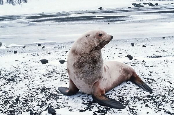 Antarctic Fur Seal - albino resting on snow covered rocks AU-812