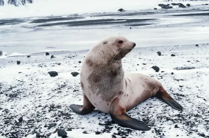 Framed Print : Antarctic Fur Seal - albino resting on snow covered rocks AU-812 Framed Print : Antarctic Fur Seal - albino resting on snow covered rocks AU-812