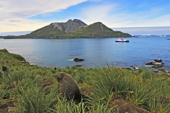 Framed Print : Antarctic Fur Seal - Cooper Bay - South GeoRgia Framed Print : Antarctic Fur Seal - Cooper Bay - South GeoRgia