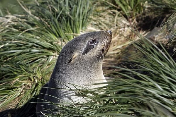 Antarctic Fur Seal - Cooper Bay - South Georgia