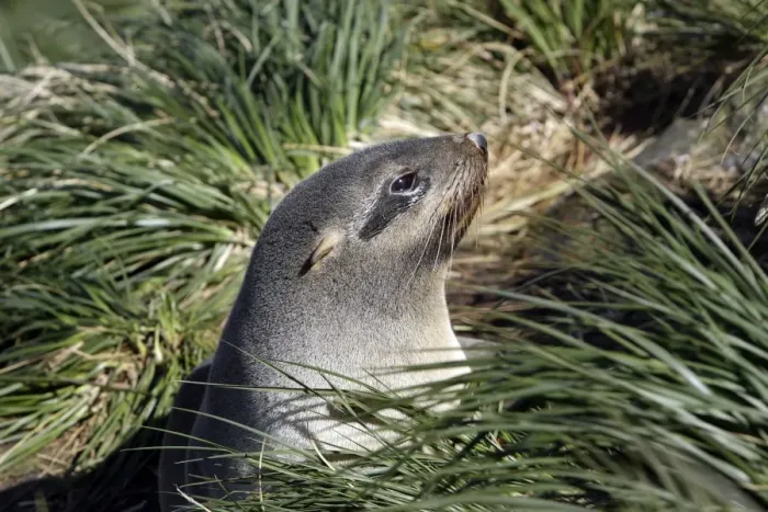 Framed Print : Antarctic Fur Seal - Cooper Bay - South Georgia