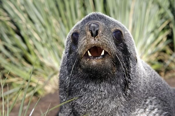 Antarctic Fur Seal - Cooper Bay - South GeoRgia