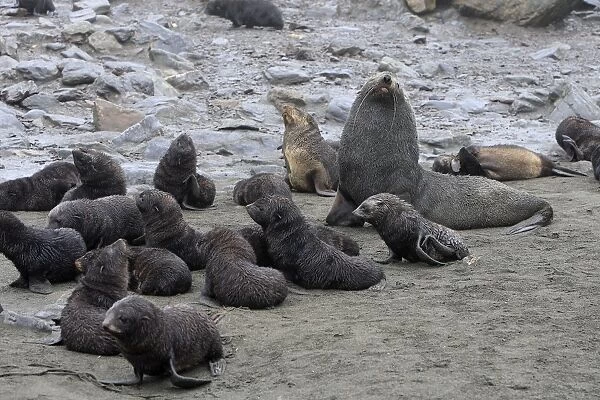 Antarctic Fur Seal - Elsehul Bay - South Georgia - Falkland Islands