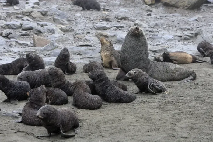 Framed Print : Antarctic Fur Seal - Elsehul Bay - South Georgia - Falkland Islands Framed Print : Antarctic Fur Seal - Elsehul Bay - South Georgia - Falkland Islands