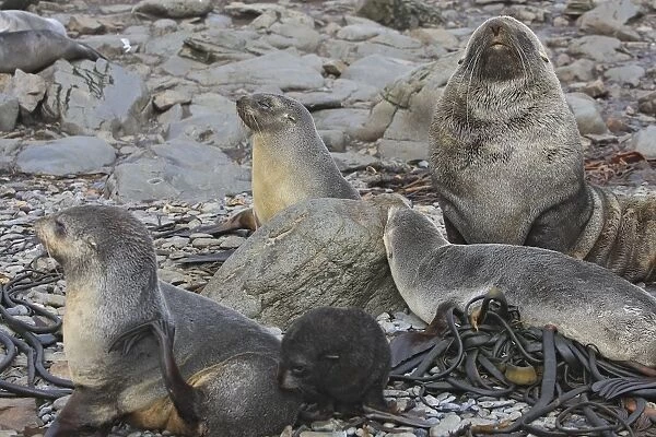Antarctic Fur Seal - Elsehul Bay - South Geotgia - Falkland Islands
