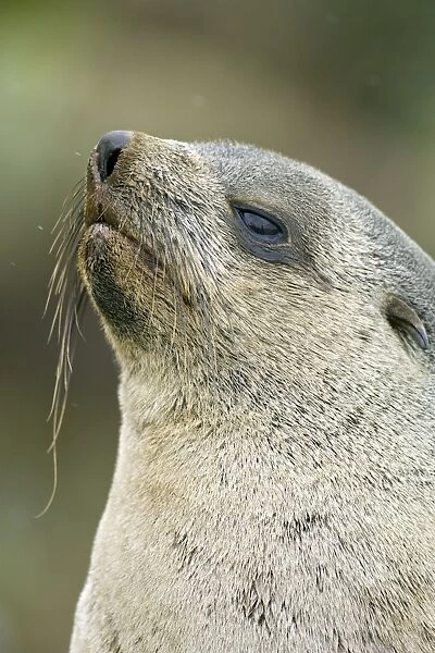 Antarctic Fur Seal - Fortuna Bay - South Georgia