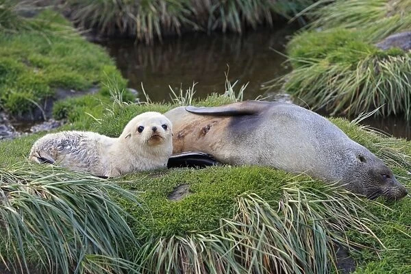 Antarctic Fur Seal - Fortuna bay - South Georgia