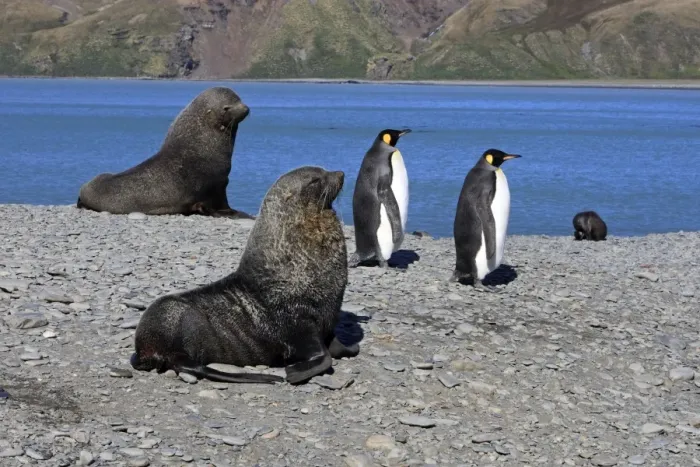Framed Print : Antarctic Fur Seal - Fortuna Bay - South Georgia