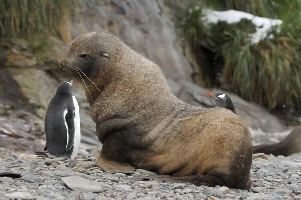 Antarctic Fur Seal - with Gentoo Penguin, South Georgia - Antarctic