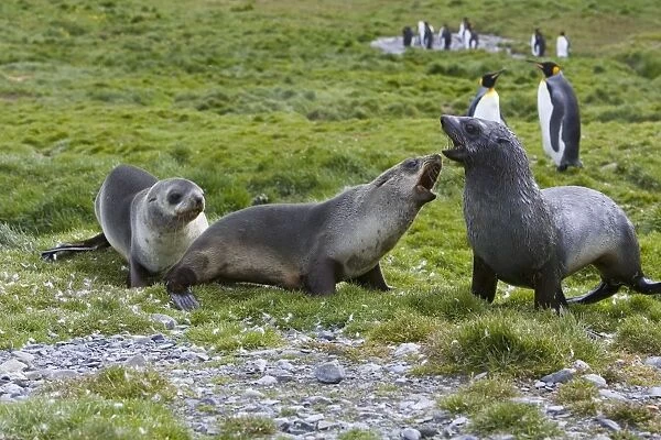 Antarctic Fur Seal - Grytviken - South Georgia