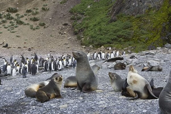 Antarctic Fur Seal - Hercules Bay - South Georgia