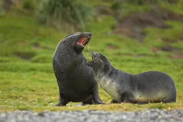 Antarctic Fur Seal - Pair playfighting Arctocephalus gazella Fortuna Bay South Georgia MA000940
