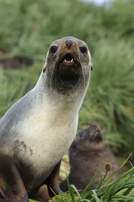 Framed Print : Antarctic Fur Seal - Prion Island - South Georgia